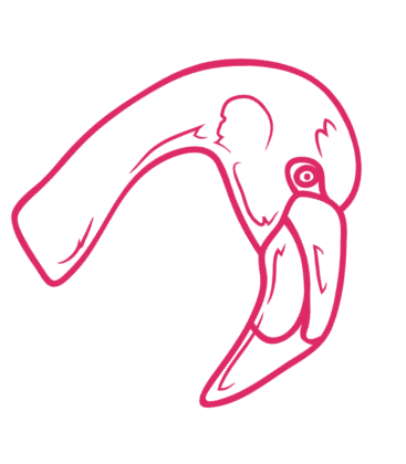 Kleofas Materac Czakalaka Osteo x Rucken